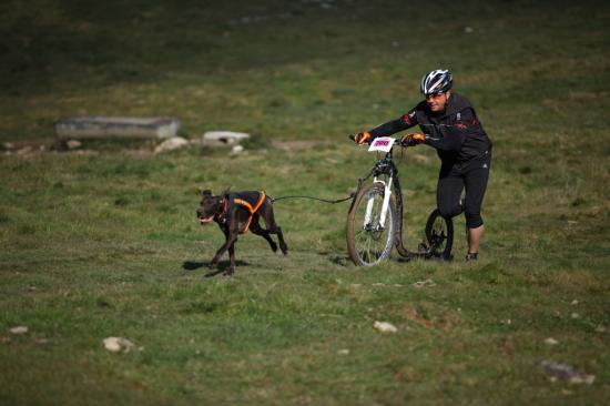 4ème course de canicross de Faïka