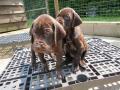 Les chiots à 1 mois