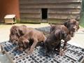 Les chiots à 1 mois