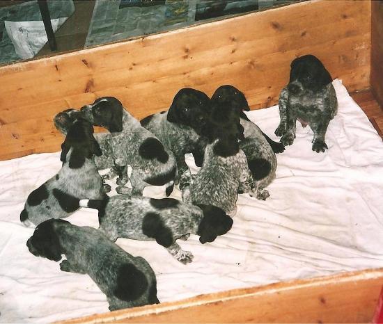 Les chiots d'Arcane