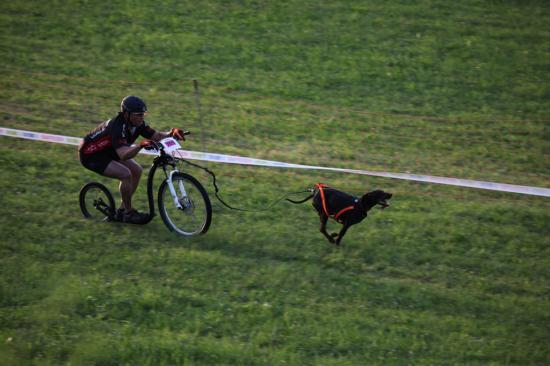1ère course de canicross de Faïka