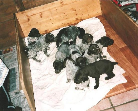 Les chiots d'Arcane