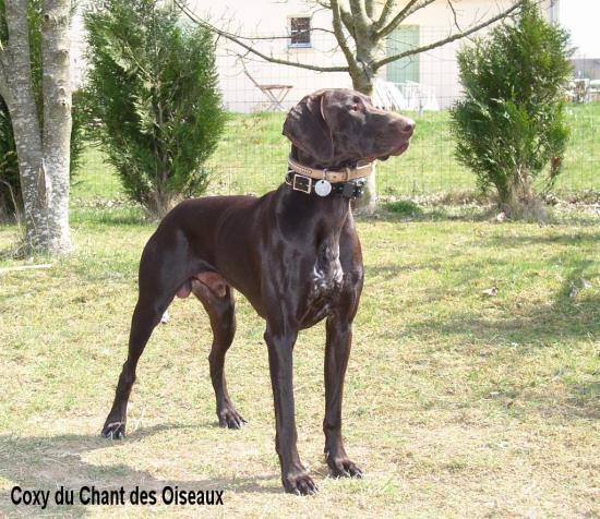 Coxy du Chant des Oiseaux