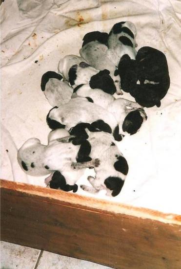 Les chiots d'Arcane
