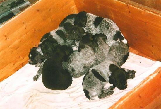 Les chiots d'Arcane