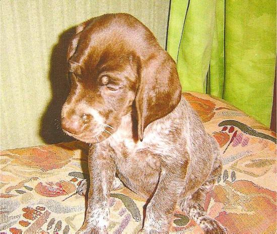 Douce - 2 mois