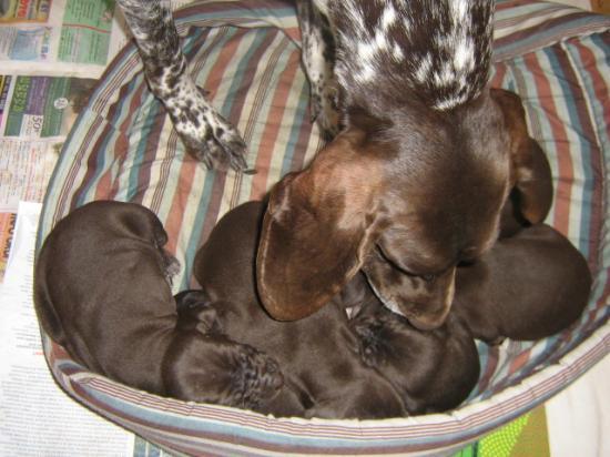Les chiots à 3 semaines