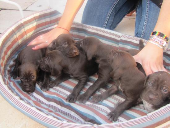 Les chiots à 3 semaines