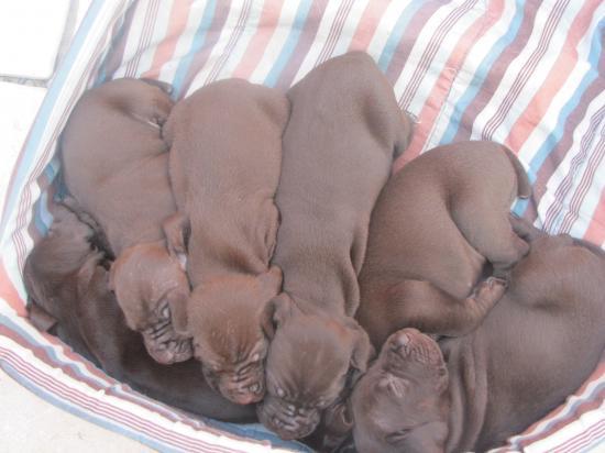 Les chiots à 3 semaines