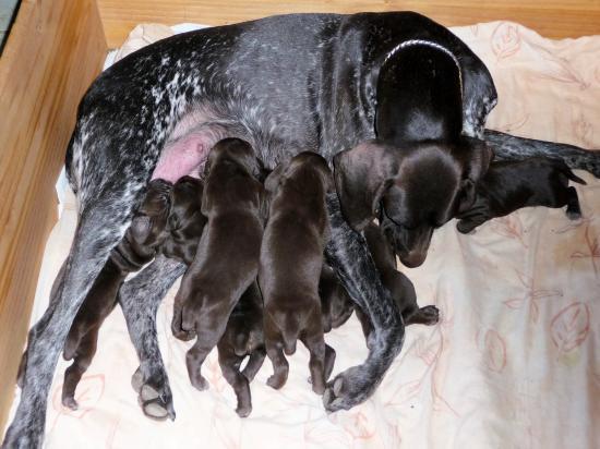Civa et ses chiots