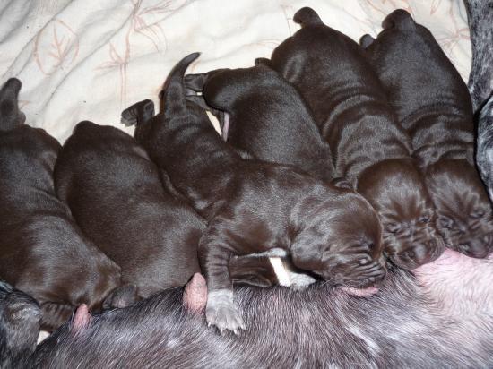 Les chiots