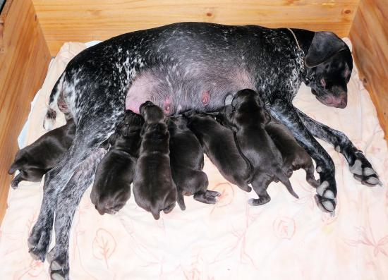 Civa et ses chiots