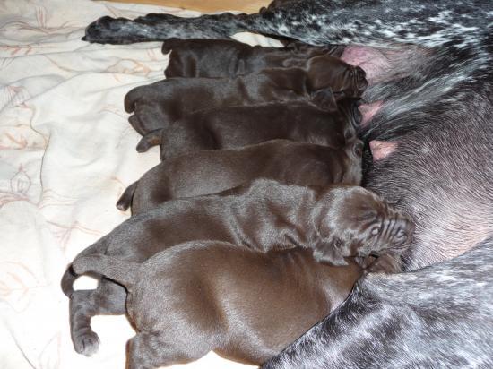 Les chiots