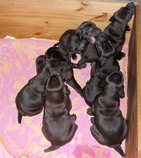 Les chiots
