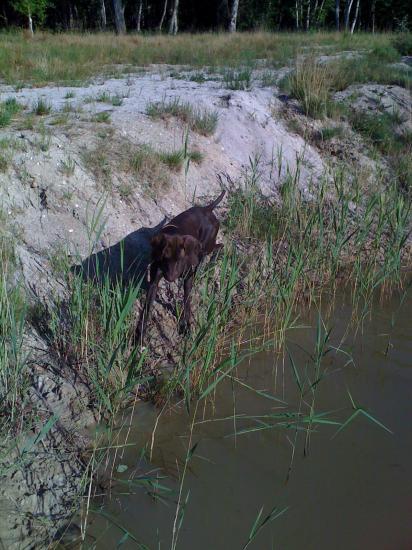 Dash - 2 ans 1/2