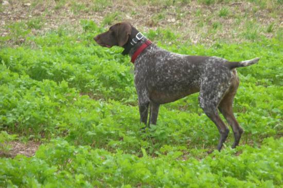 Diane - 2 ans 1/2