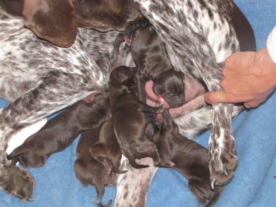Ducat et ses chiots