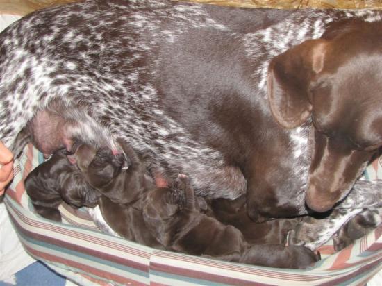 Ducat et ses chiots