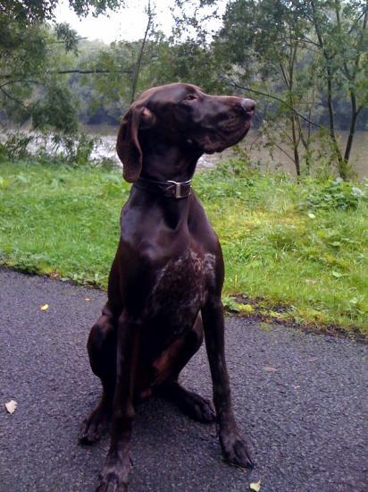 Forrest - 6 mois 1/2