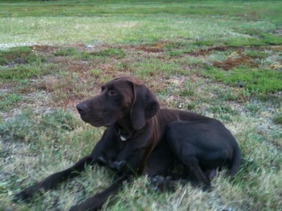 Dash - 2 ans 1/2