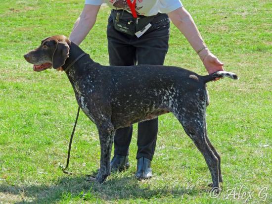 Exposition canine de Romorantin 2015 - Meilleur vétéran