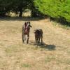 Lilou et Civa