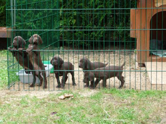 Les chiots à 6 semaines