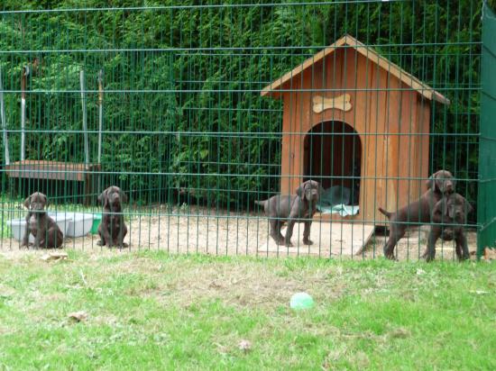 Les chiots à 6 semaines