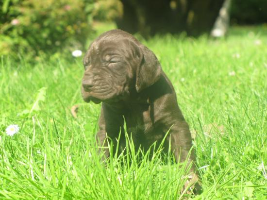 Un des chiots à 1 mois