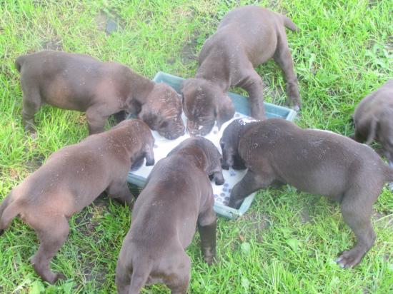 Les chiots à 1 mois